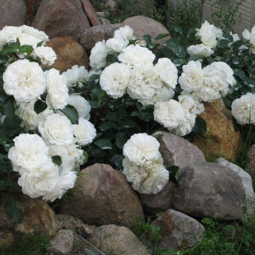 Biały  - róże rabatowe floribunda